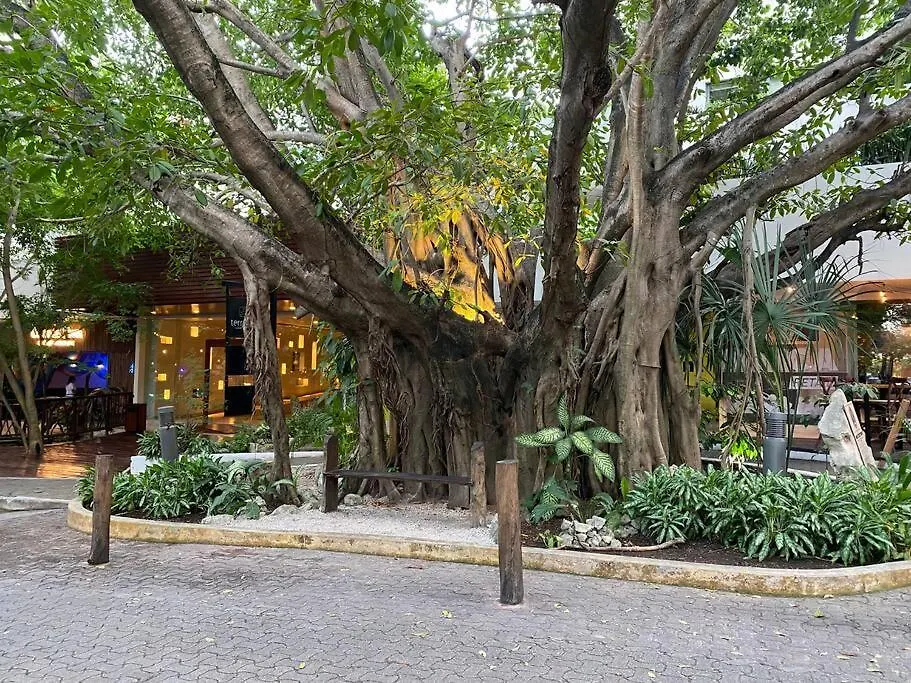 Jungle Oasis By The Beach: Casa Selva On 38Th Street Playa del Carmen Mexico